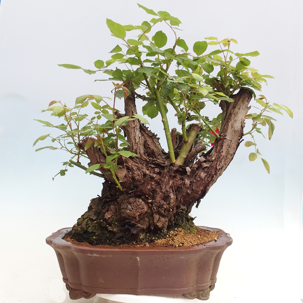 Bonsai na zewnątrz - Rosa Kordes - róża 