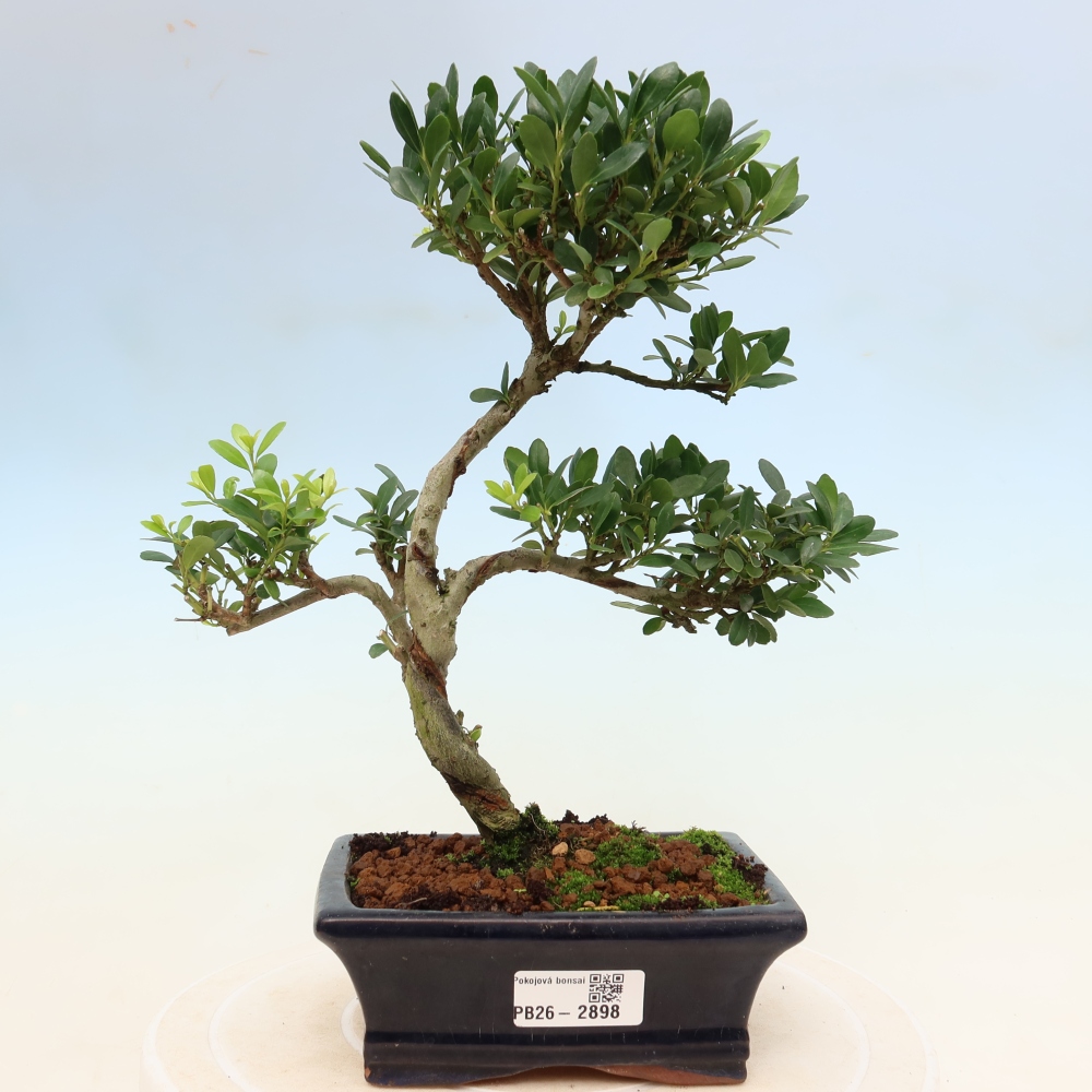 Pokój bonsai - Ilex crenata - Ostrokrzew
