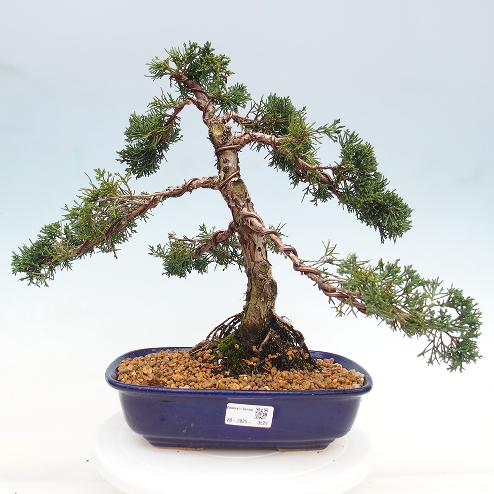 Outdoor bonsai - Juniperus chinensis Kishu - chiński jałowiec