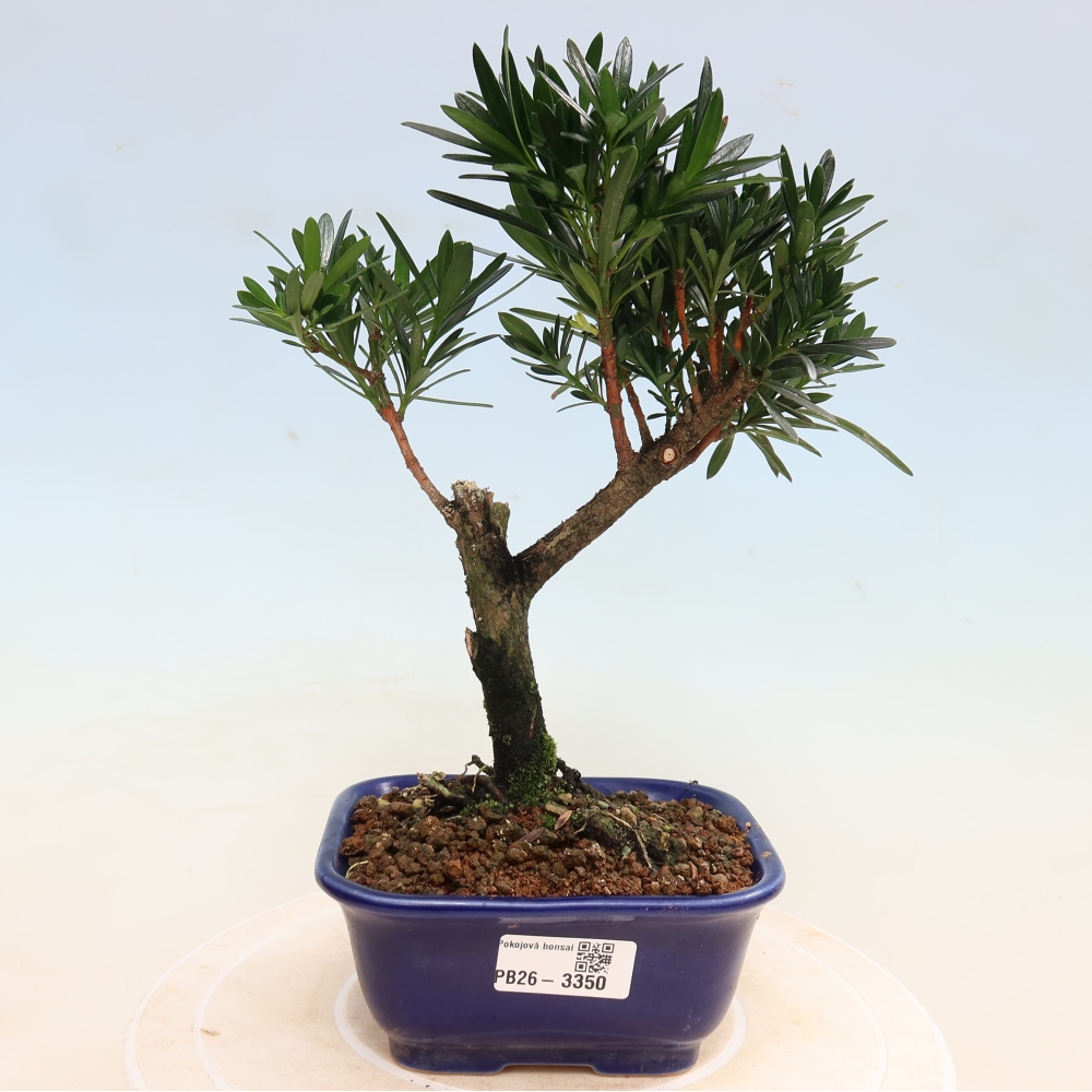 Pokój bonsai - Podocarpus - Kamienny cis