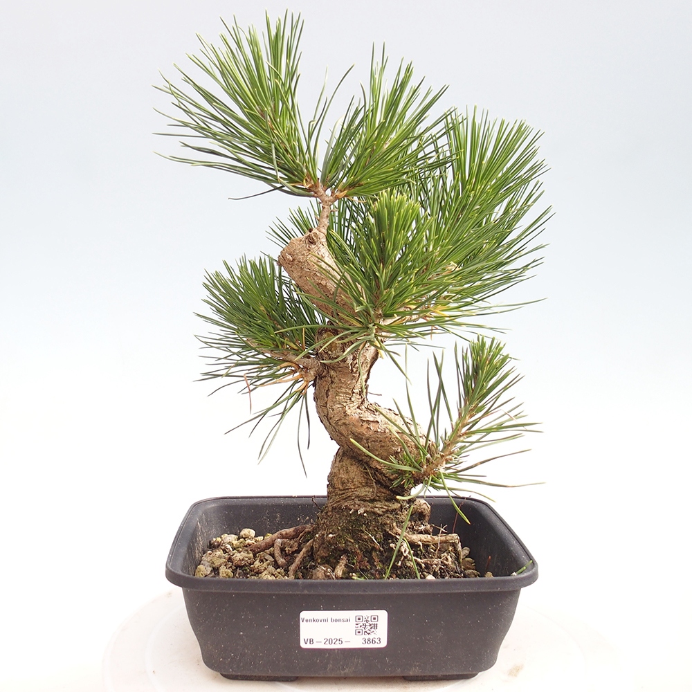 Outdoor bonsai - Pinus thunbergii - sosna Thunberga
