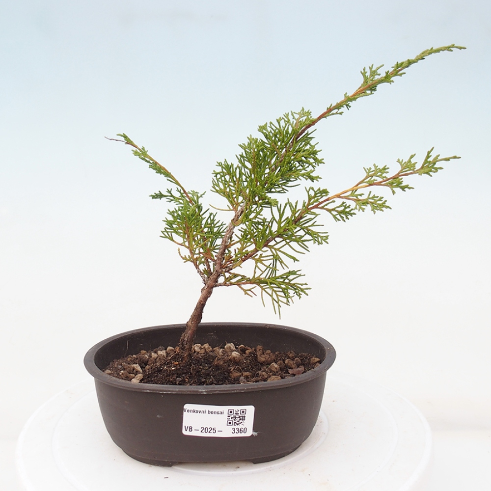 Outdoor bonsai - Juniperus chinensis Itoigawa - Jałowiec chiński