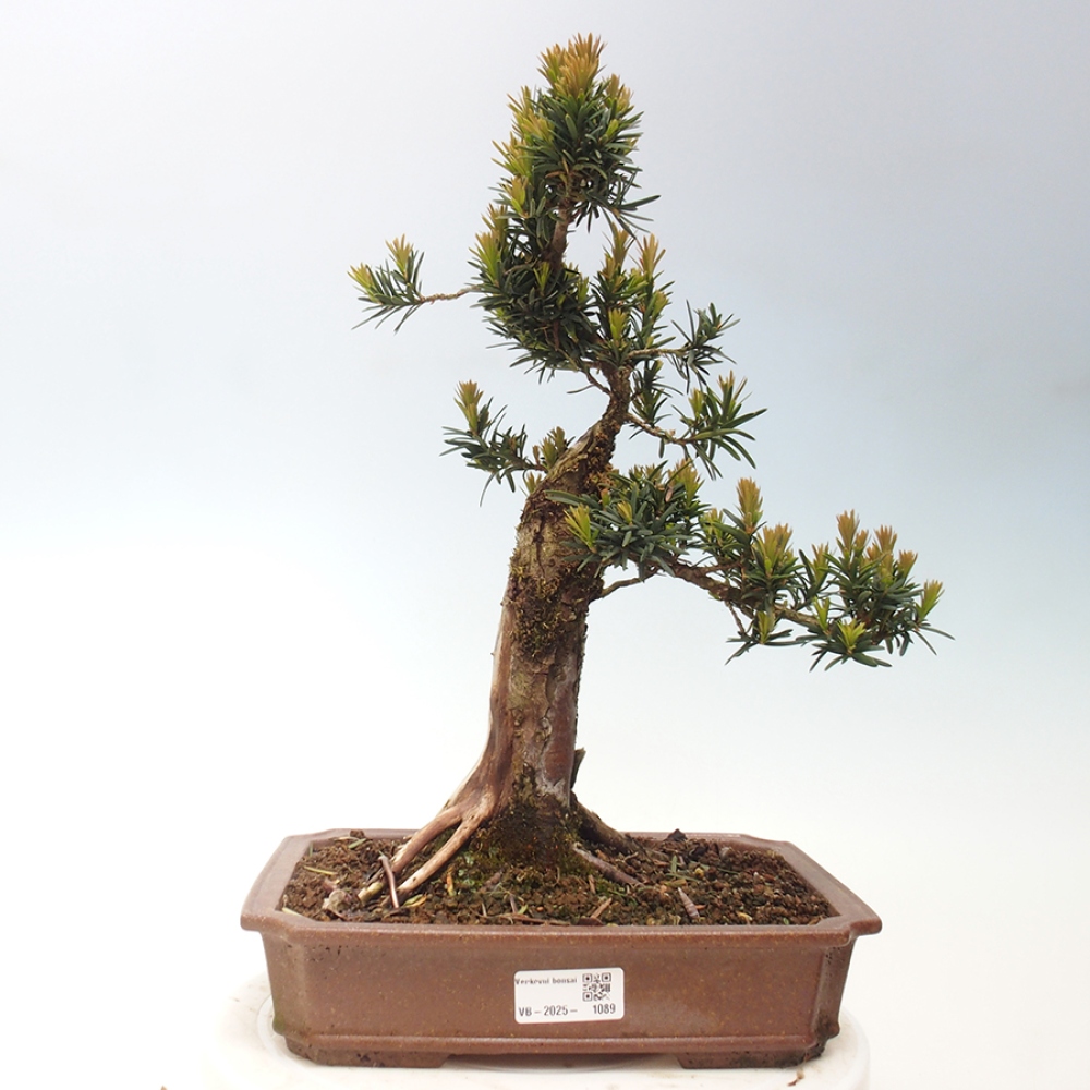 Bonsai na zewnątrz - Taxus cuspidata - cis japoński
