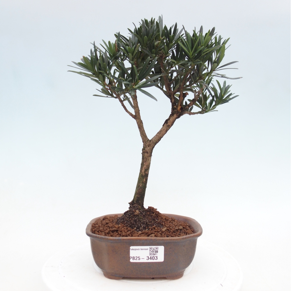 Bonsai pokojowe - Carmona macrophylla - Tea fuki