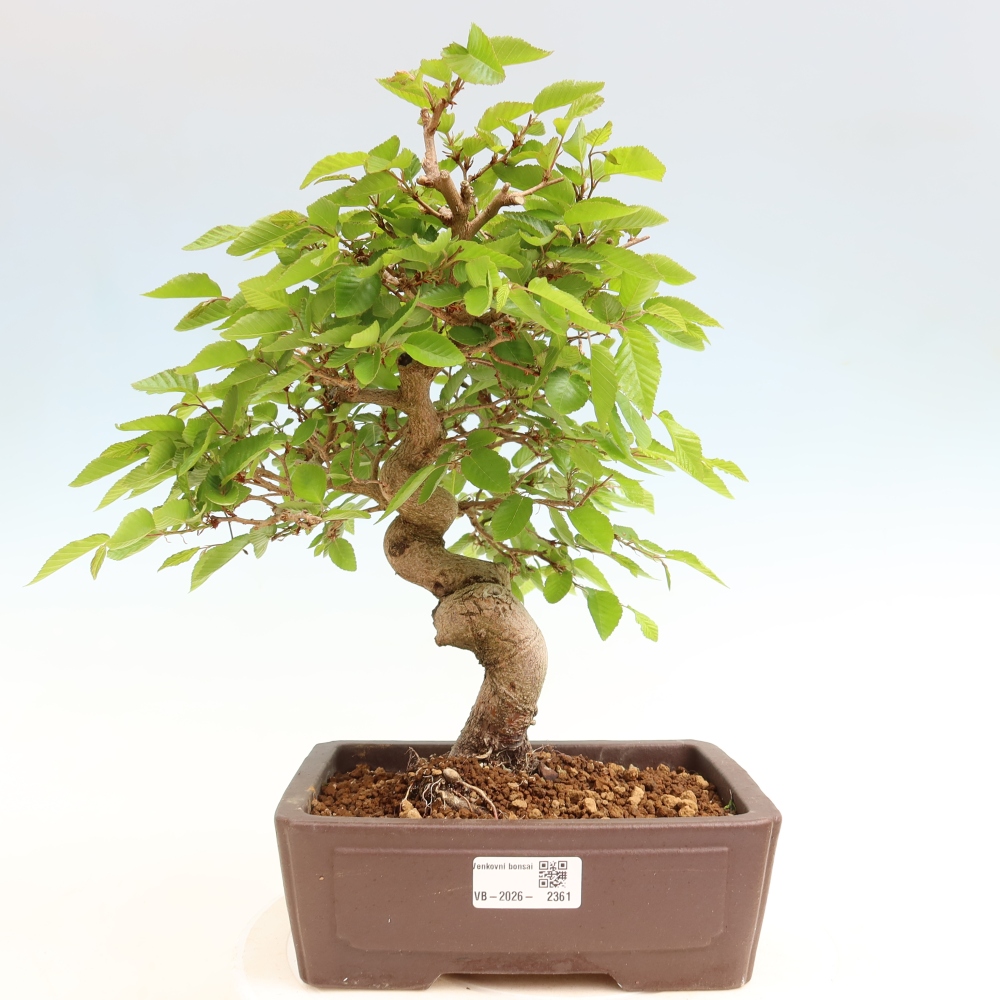 Outdoor bonsai - Carpinus coreana - grab koreański