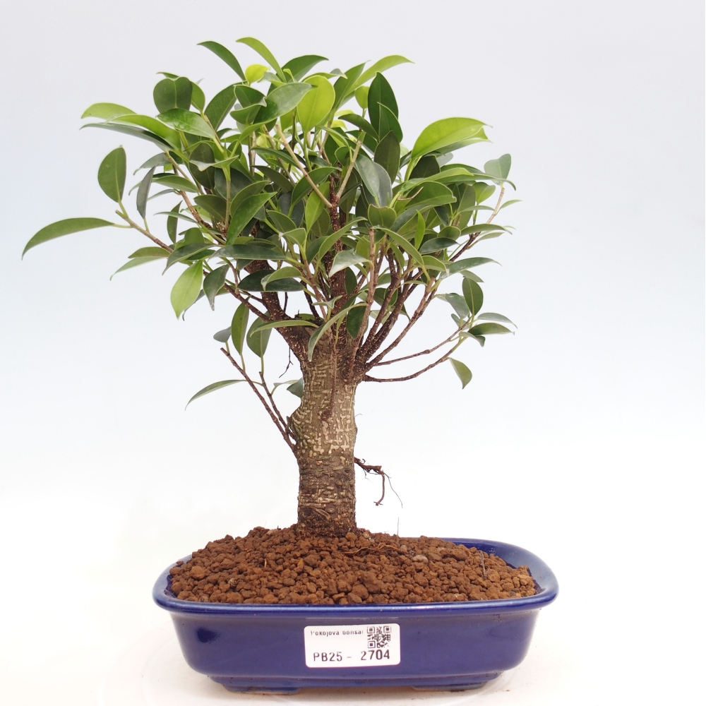 Kryty bonsai - Ficus retusa - figowiec drobnolistny