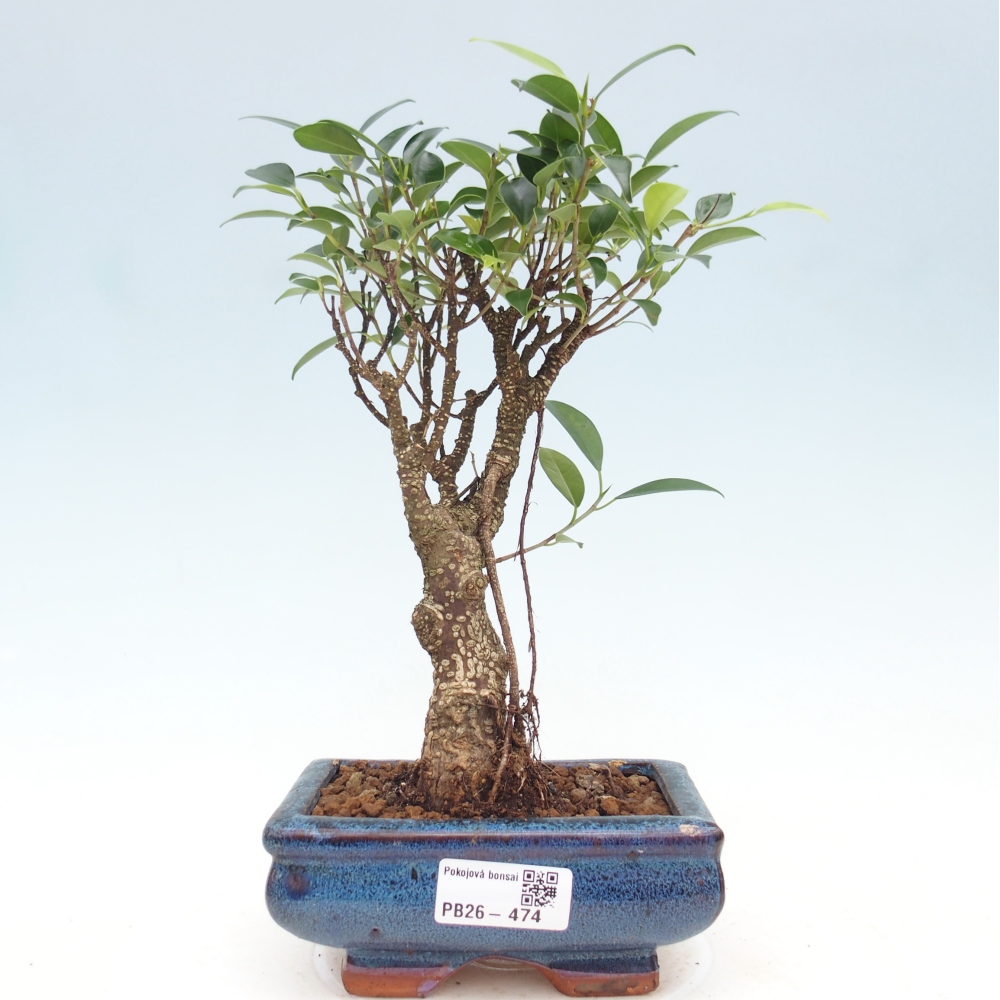 Pokój bonsai - Ficus retusa - figowiec drobnolistny
