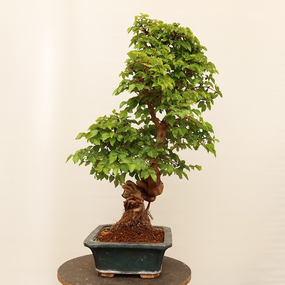 Bonsai plenerowe - Carpinus Coreana - grab koreański