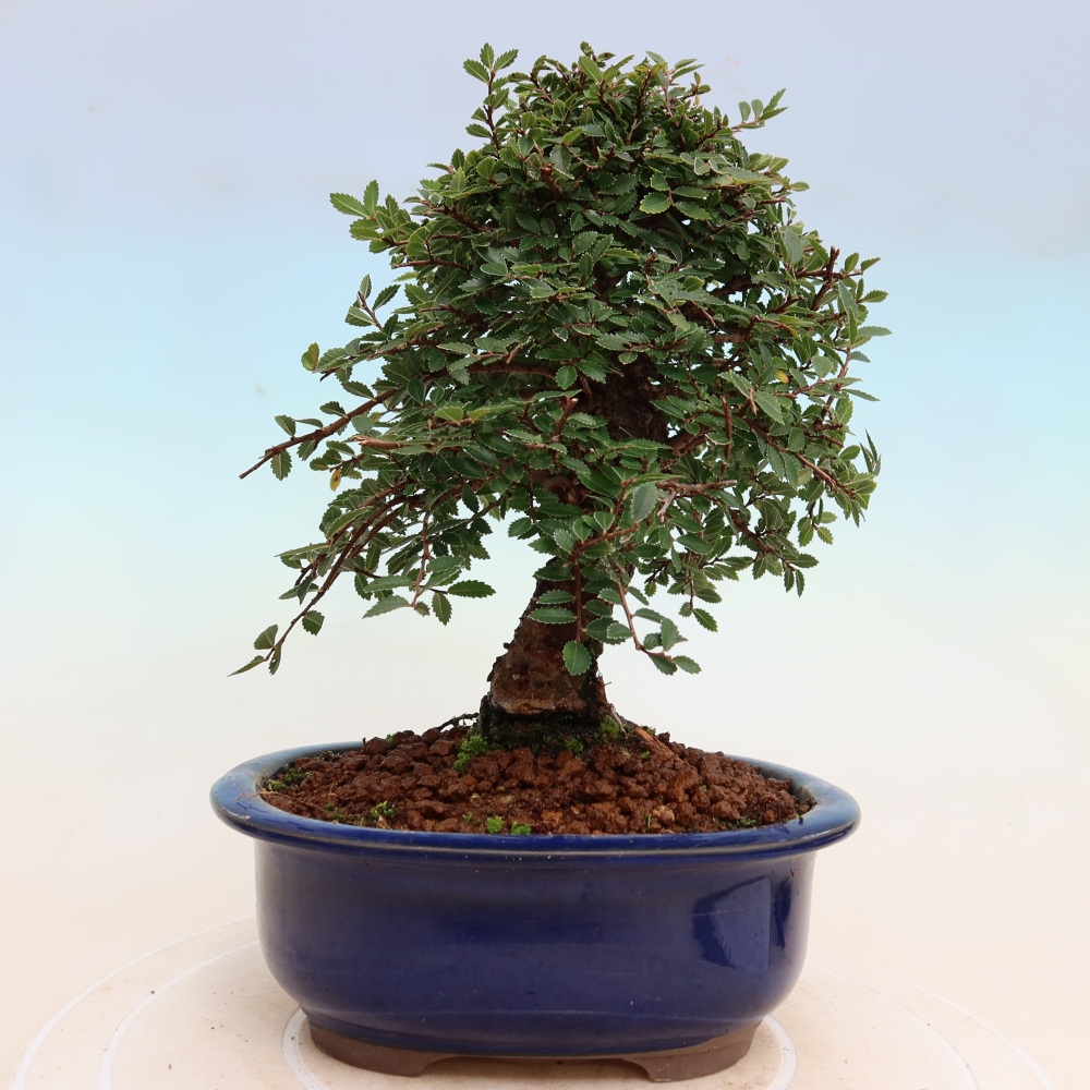 Bonsai zewnętrzne - Zelkova - Zelkova NIRE