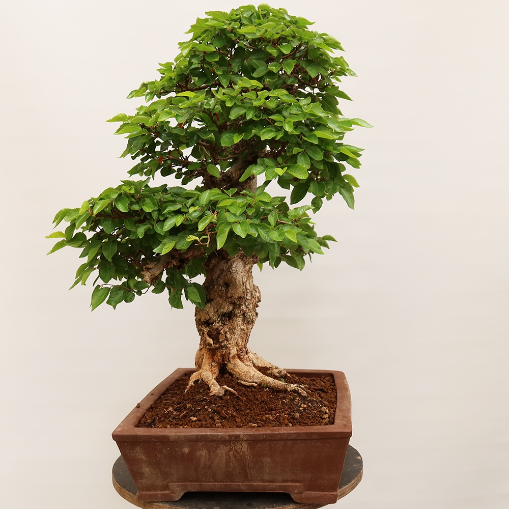 Bonsai plenerowe - Carpinus Coreana - grab koreański
