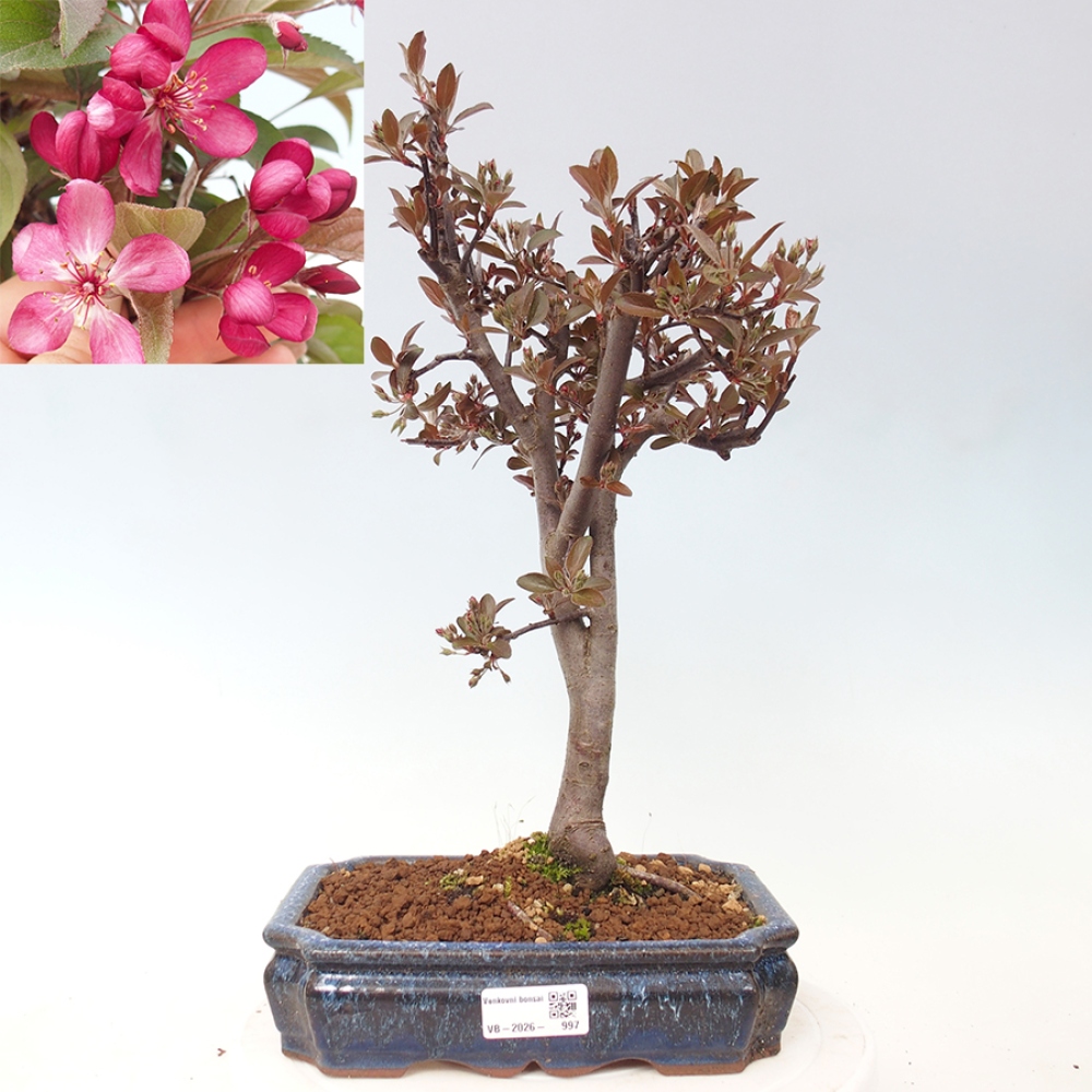 Outdoor bonsai - Malus domestica - Jabłoń czerwonolistna o małych owocach