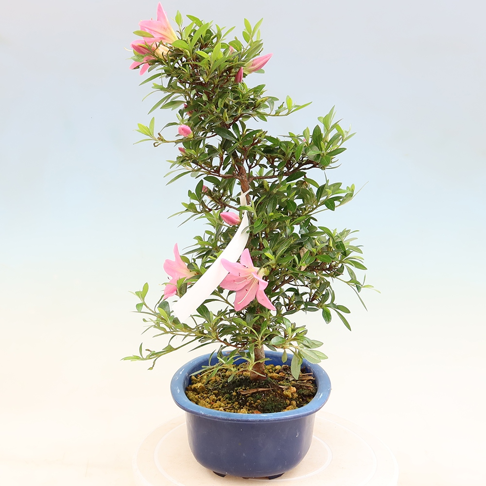 Outdoor bonsai - Azalia japońska - Azalia Nasuno