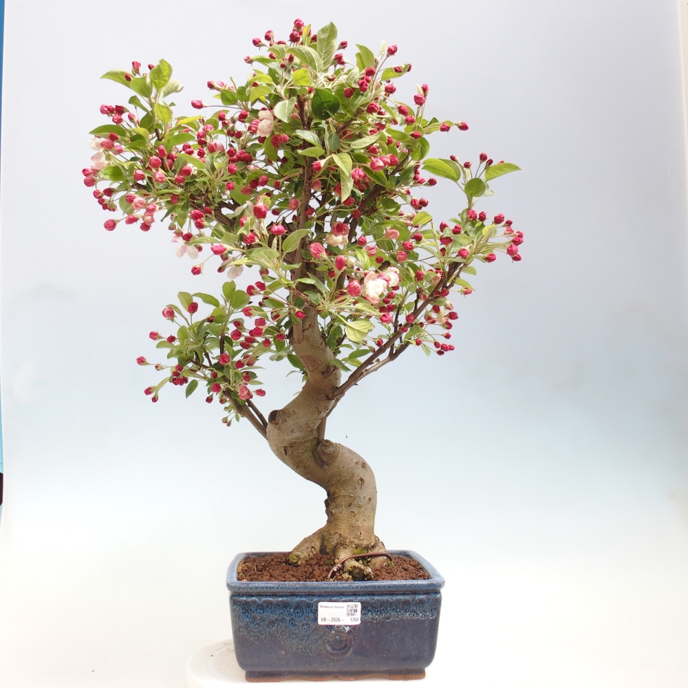 Outdoor bonsai - Malus halliana - Jabłoń drobnoowocowa