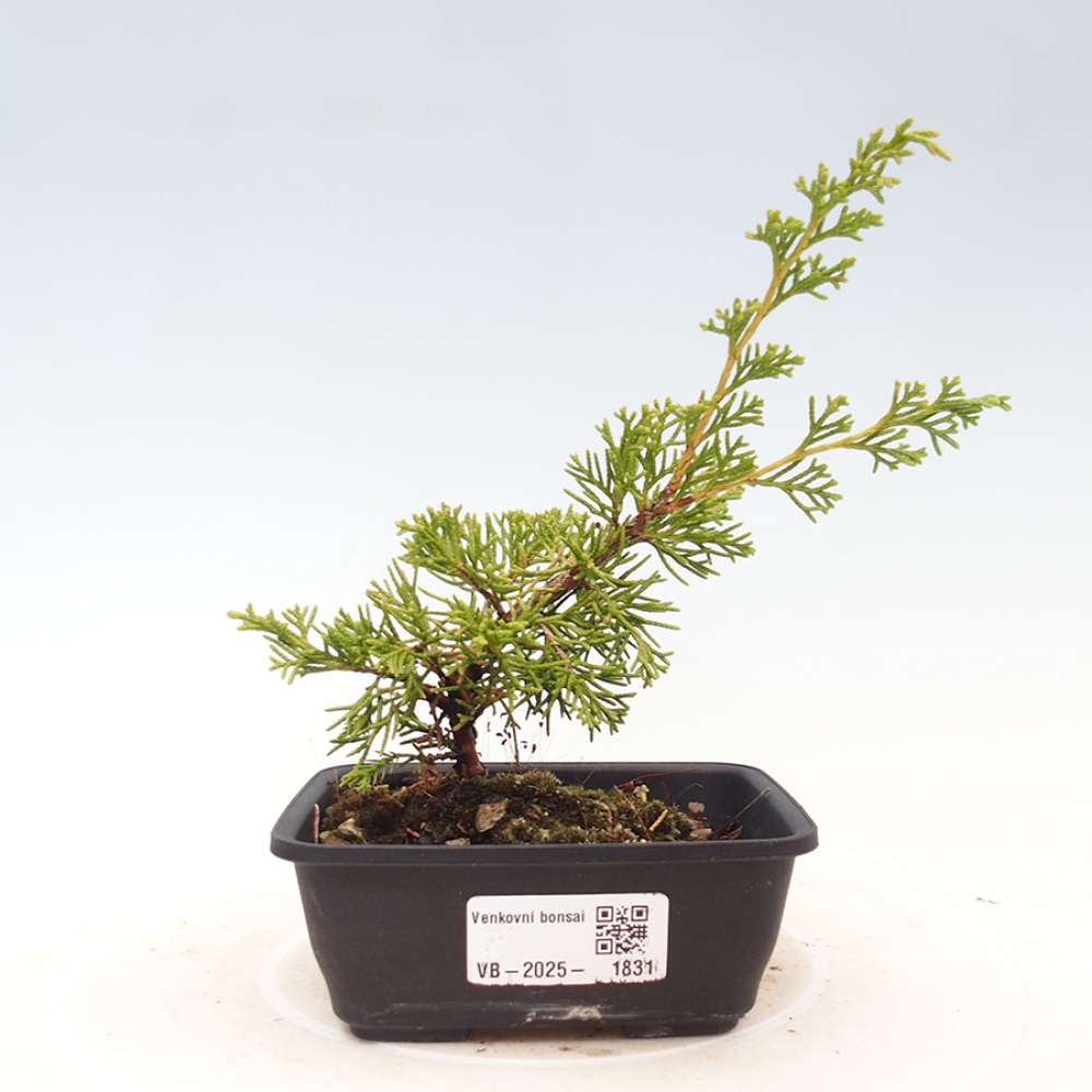 Outdoor bonsai - Juniperus chinensis Itoigawa - Jałowiec chiński