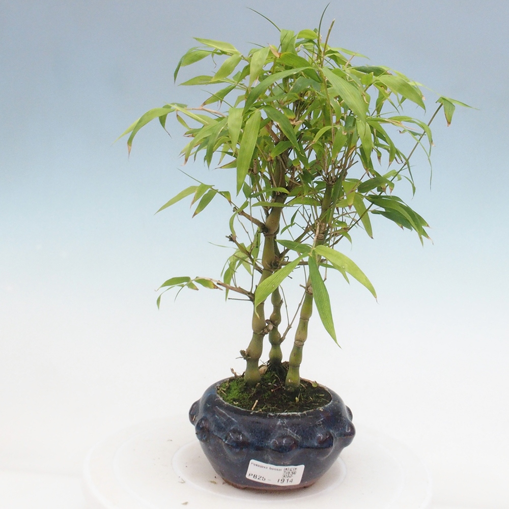 Bonsai wewnętrzne - Bambusowy Budda - Brzuch Bambusowego Buddy