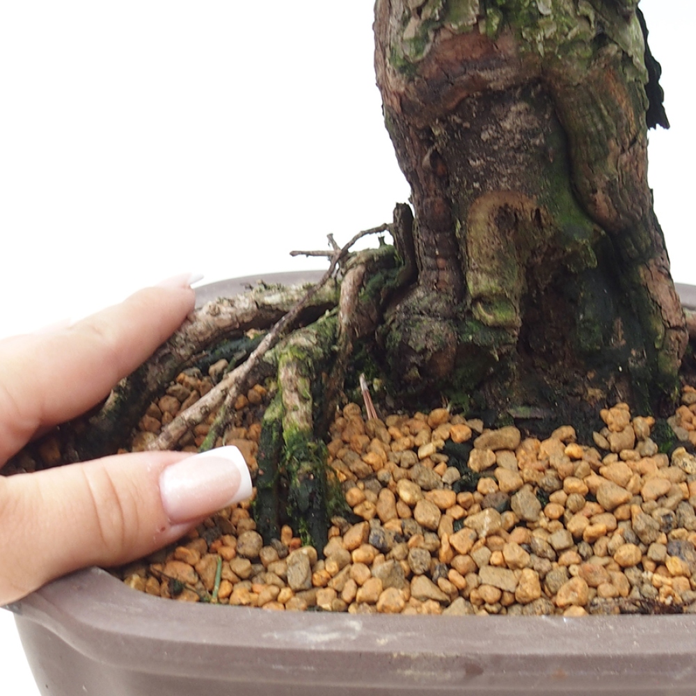 Outdoor bonsai - Pinus thunbergii Kotobuki - Sosna Thunberga