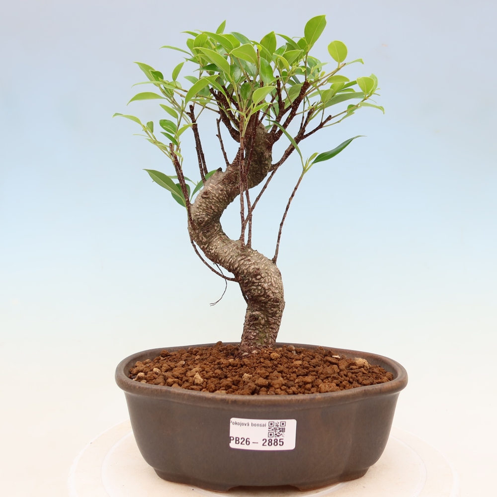 Pokój bonsai - Ficus kimmen - figowiec drobnolistny