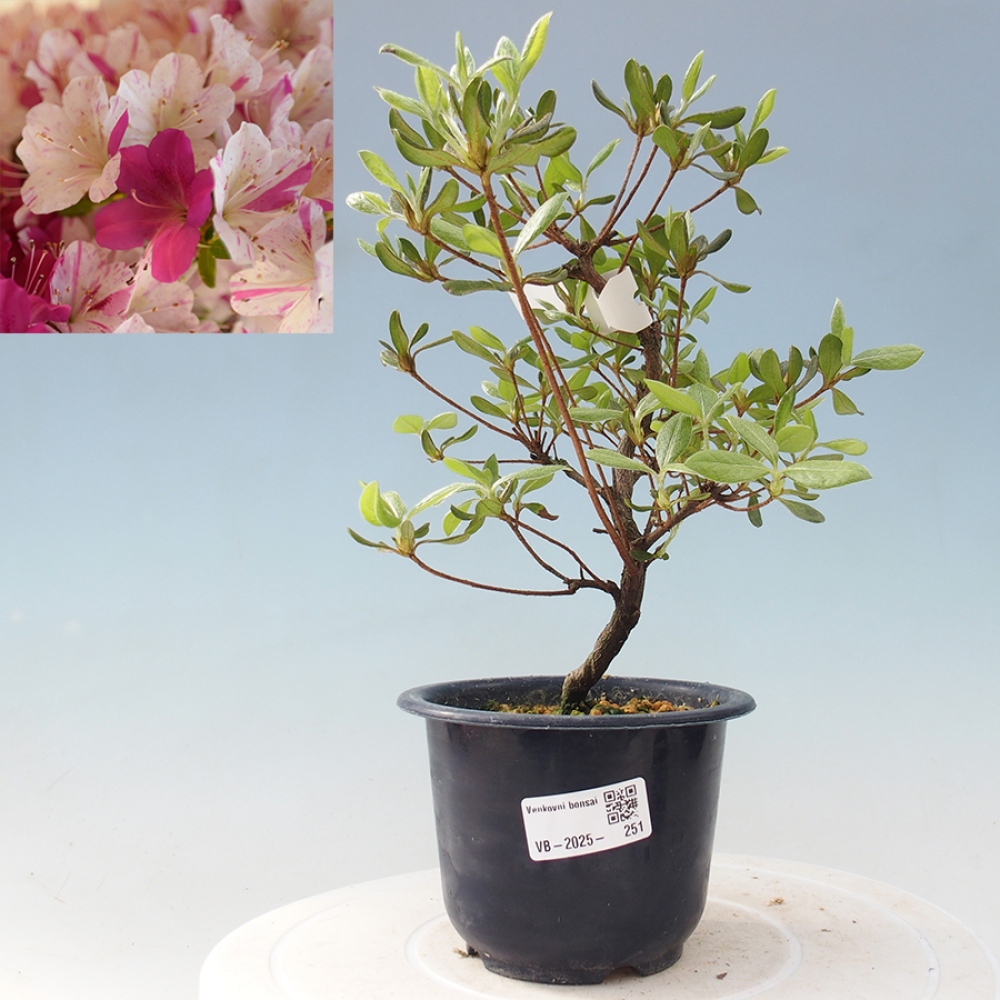 Bonsai zewnętrzne - Azalia japońska - Azalia Kaminojamakirin