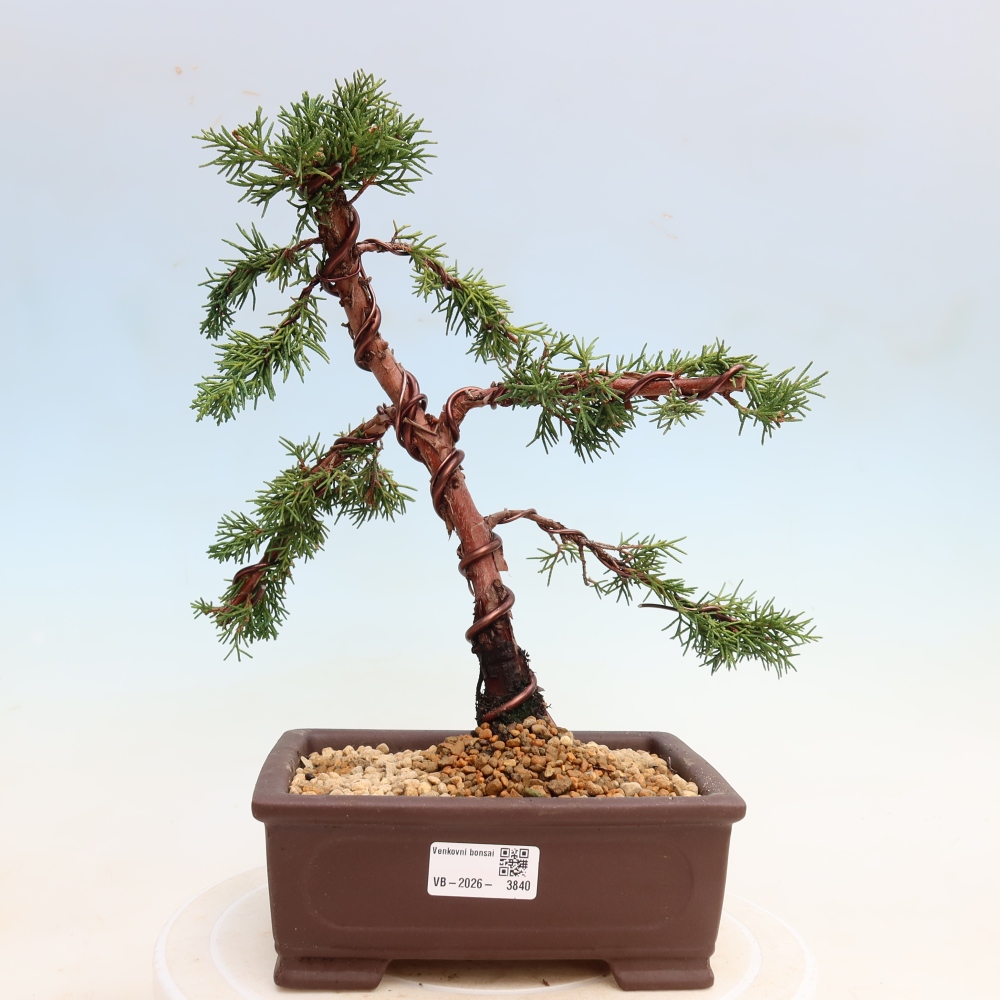 Outdoor bonsai - Juniperus chinensis Kishu