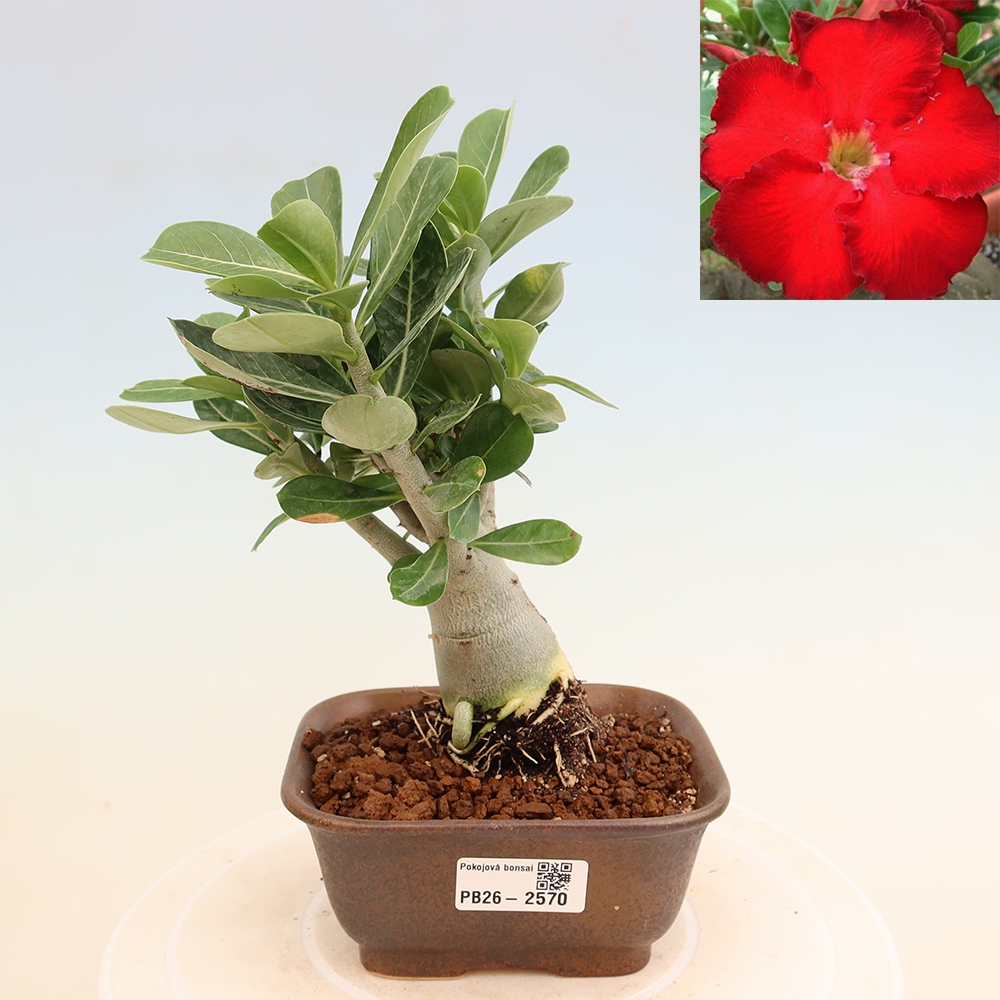 Bonsai pokojowe – Adenium obesum Red Star – Róża pustynna