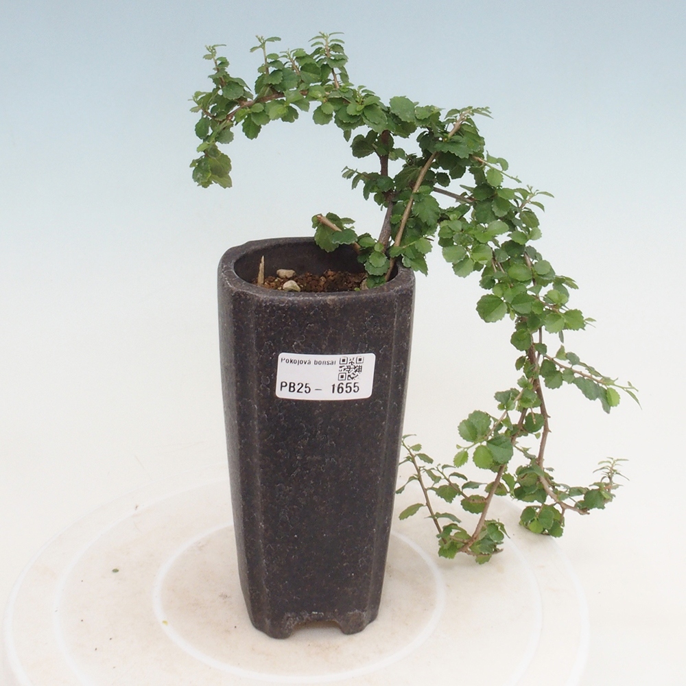 Bonsai wewnętrzne - Grewia sp. - Grewie drobnolistne