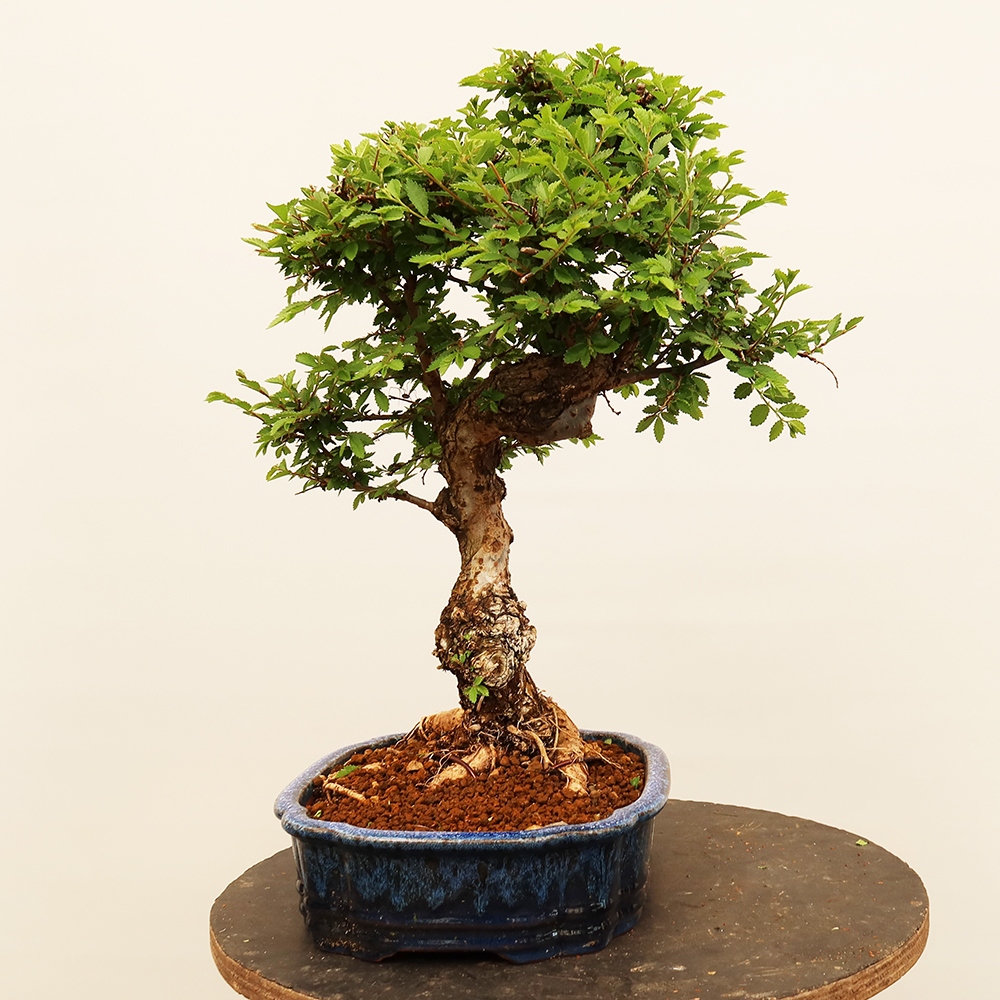 Bonsai na świeżym powietrzu - Zelkova - Zelkova NIRE