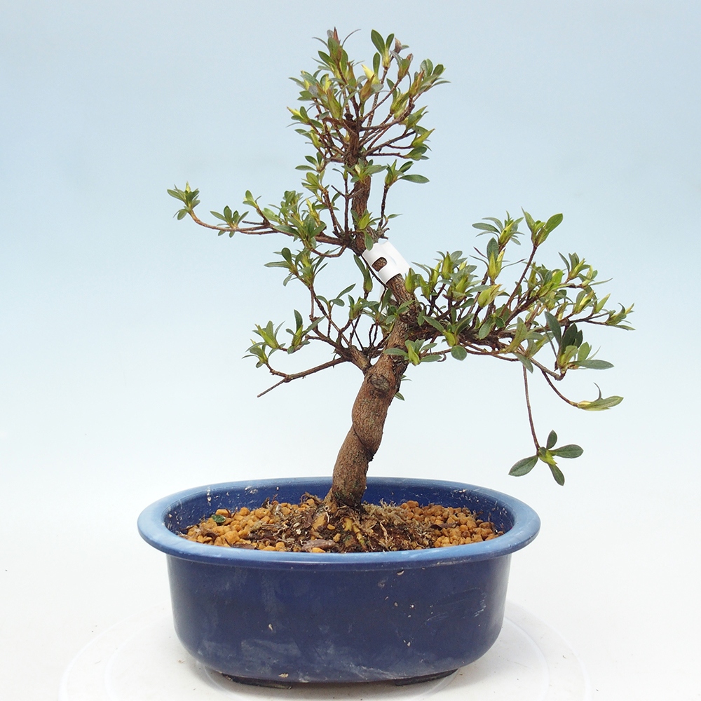 Bonsai zewnętrzne - Azalia japońska - Azalia Hand