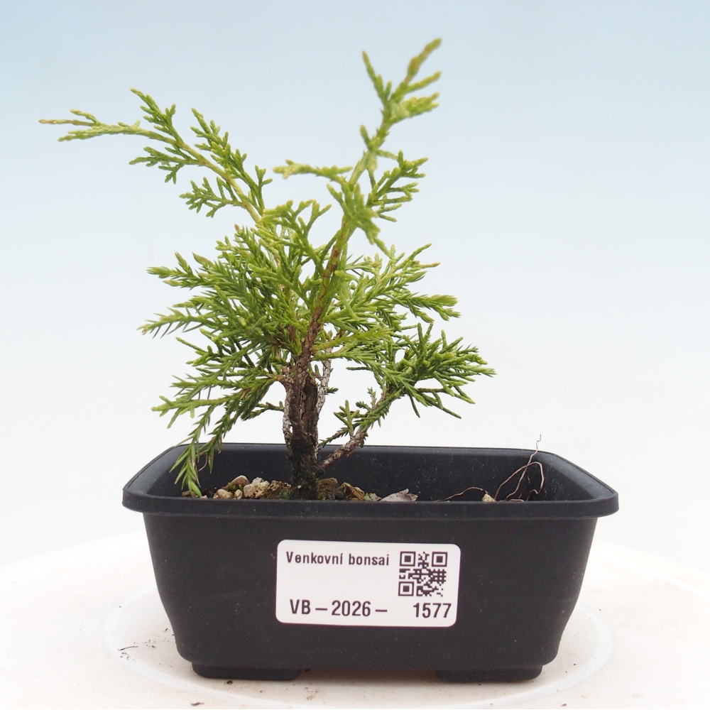 Outdoor bonsai - Juniperus chinensis Itoigawa