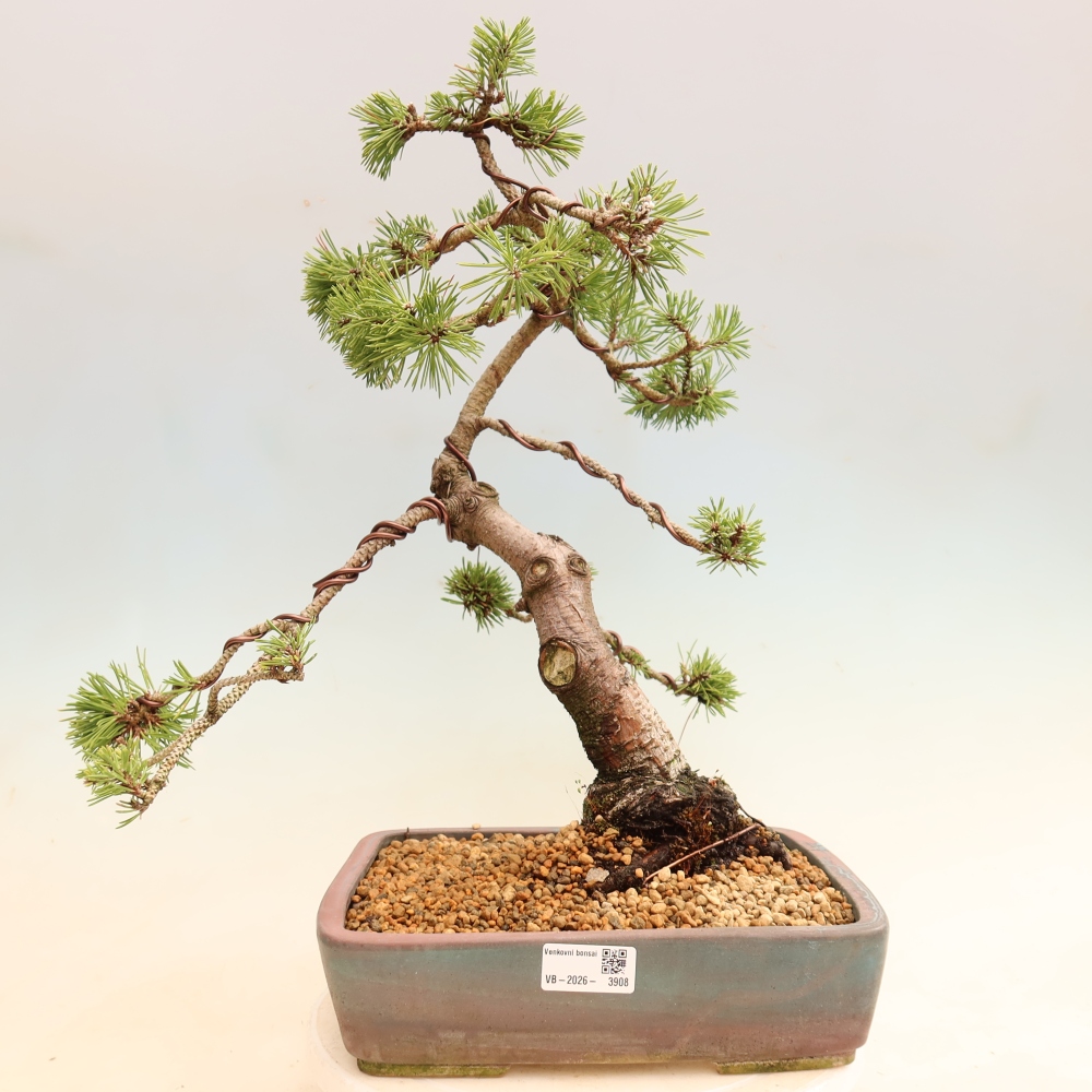Bonsai ogrodowe – Pinus mugo Humpy – sosna karłowata