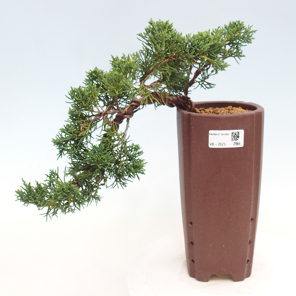 Bonsai zewnętrzne - Juniperus chinensis Kishu - Jałowiec chiński