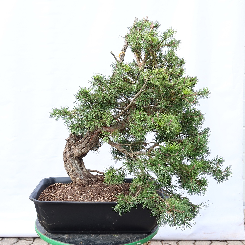 Pinus sylvestris Hiszpania – sosna zwyczajna