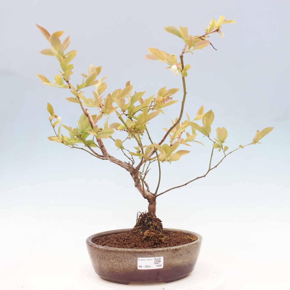Bonsai Outdoor - Borówka kanadyjska - Vaccinium corymbosum