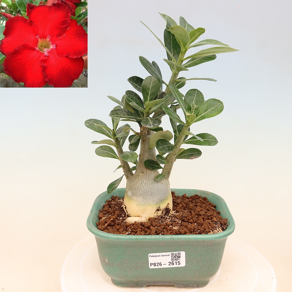 Bonsai pokojowe – Adenium obesum Red Star – Róża pustynna