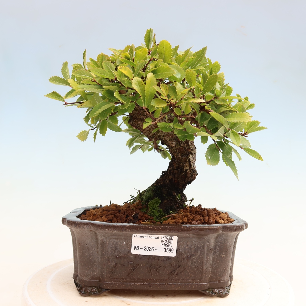 Bonsai zewnętrzne - Zelkova - Zelkova NIRE