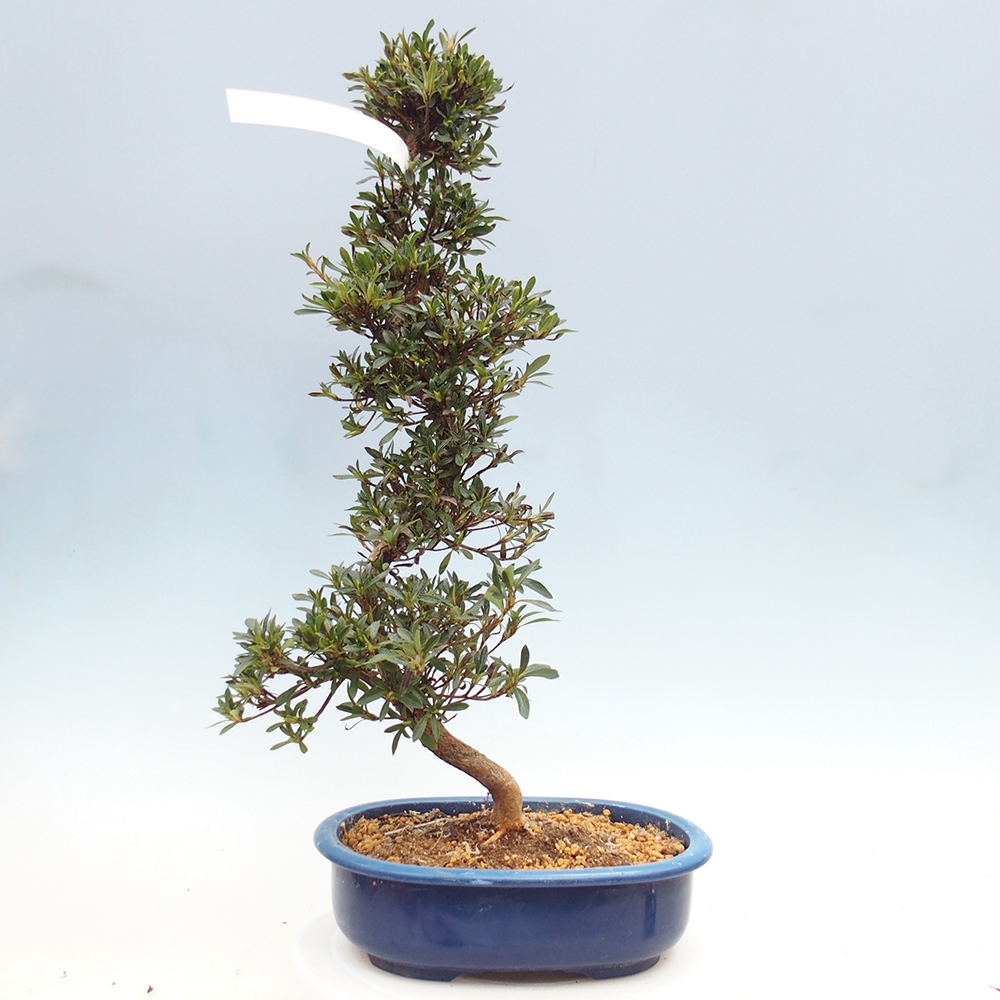 Bonsai zewnętrzne - Azalia japońska - Azalia Hakurin