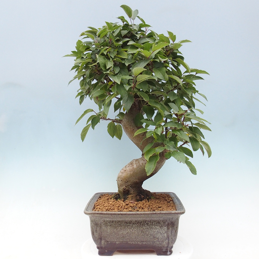 Bonsai plenerowe - Malus Halliana - Jabłoń drobnoowocowa