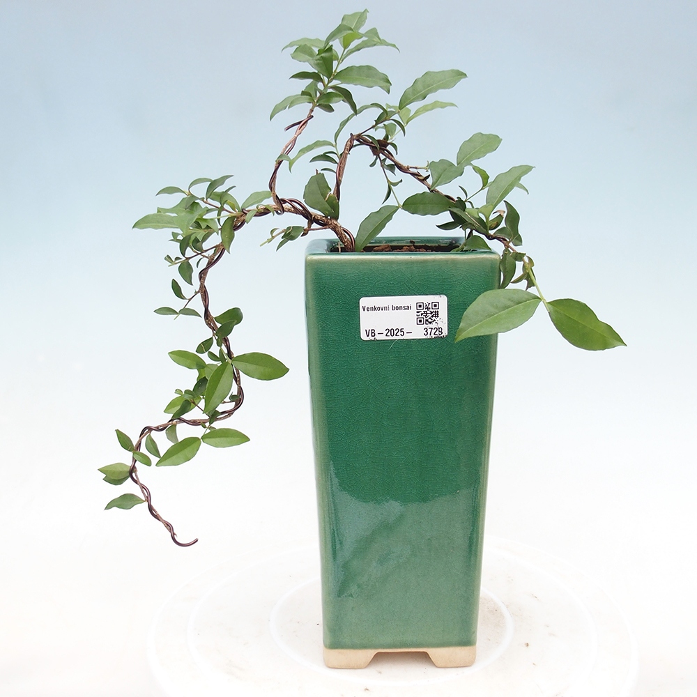bonsai pokoju - wiśnia Malpighia coccigera- Barbdorská