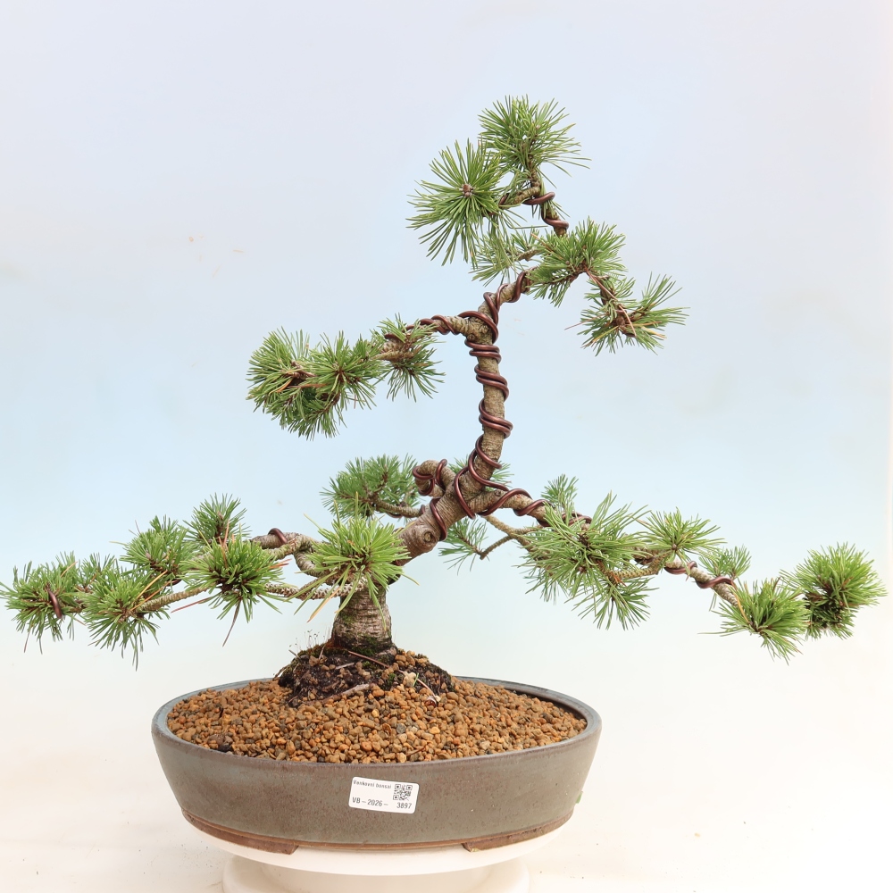 Bonsai ogrodowe – Pinus mugo Humpy – sosna karłowata