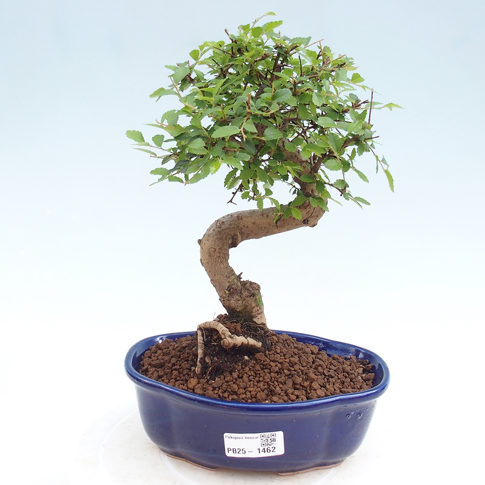 Bonsai wewnętrzne - Ulmus parvifolia - Wiąz drobnolistny