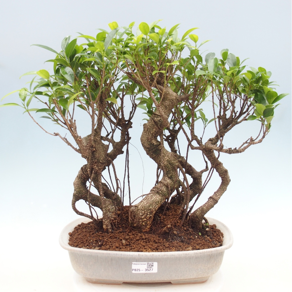 Pokój bonsai - Ficus kimmen - figowiec drobnolistny