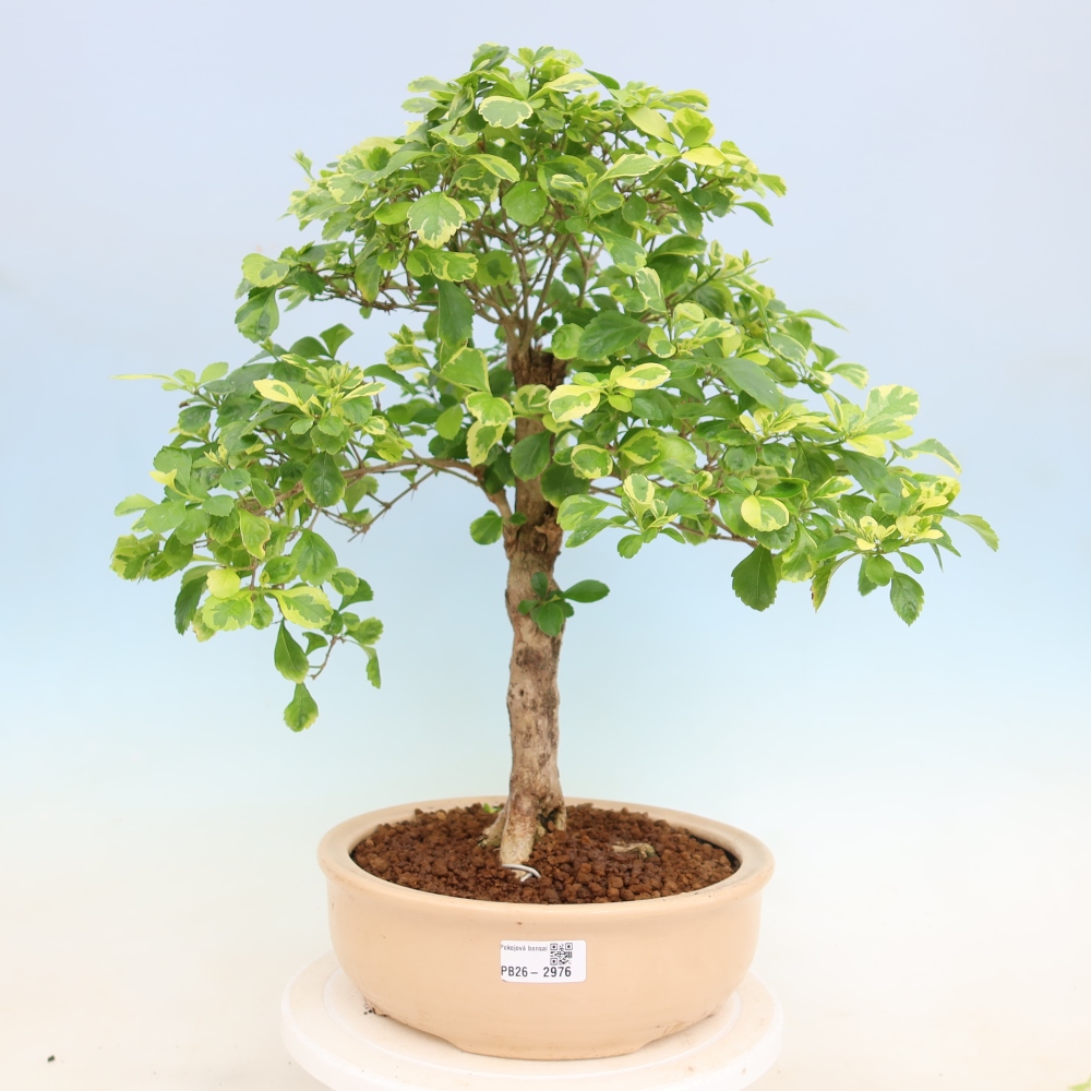 Bonsai pokojowe - Duranta erecta Aurea