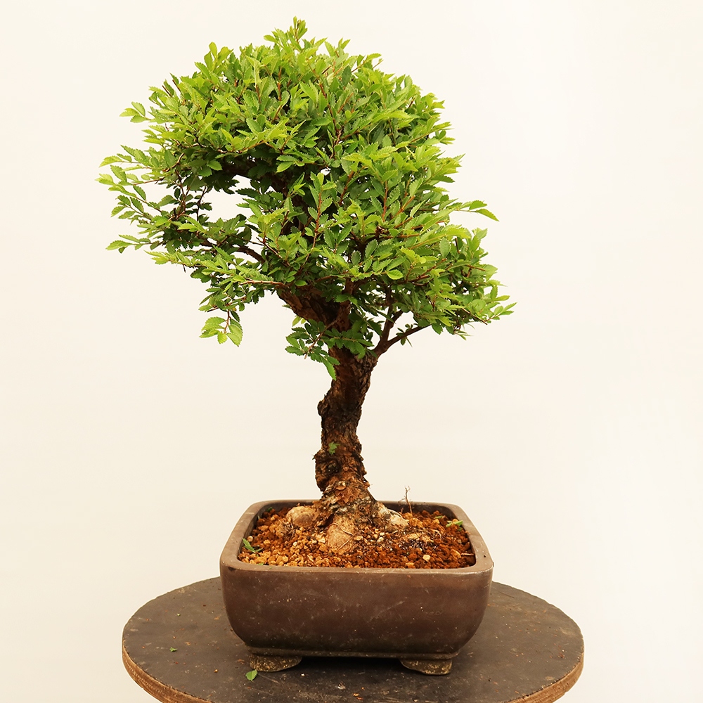 Bonsai na świeżym powietrzu - Zelkova - Zelkova NIRE