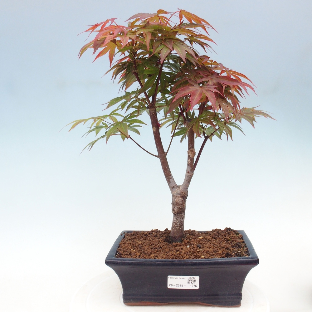 Bonsai zewnętrzne - palma Acer. Klon Atropurpureum-Palmleaf