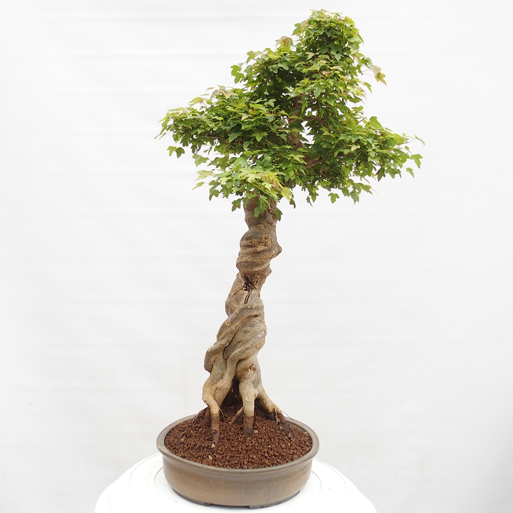 Outdoor bonsai - Maple Buergerianum - Burger Maple