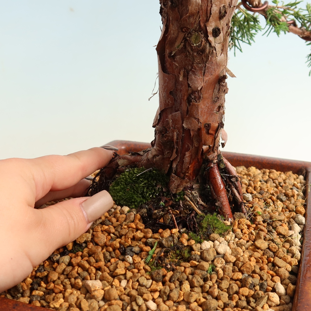 Outdoor bonsai - Juniperus chinensis Kishu