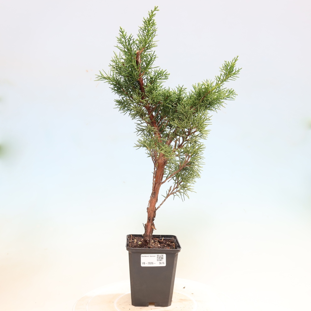 Outdoor bonsai - Juniperus chinensis Kishu