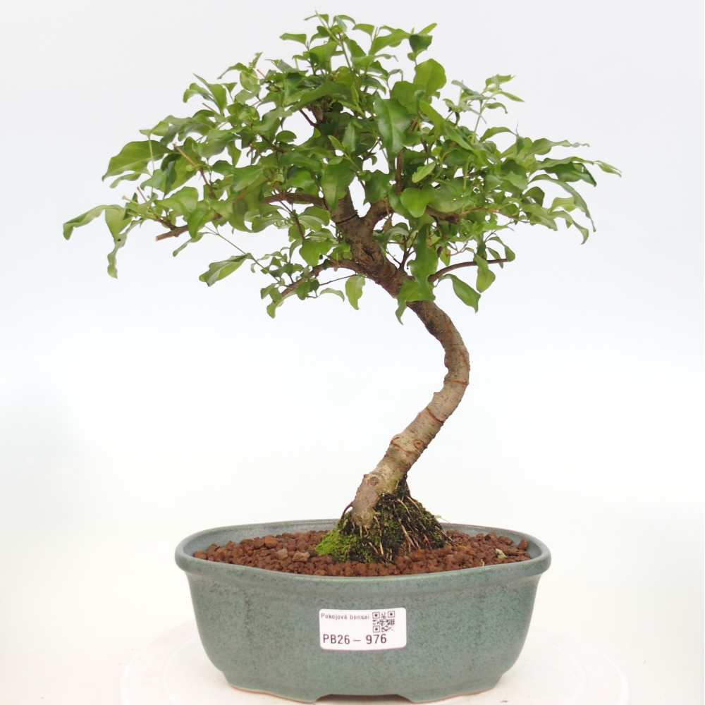 Pokój bonsai - Ligustrum chinensis - Dziób ptaka