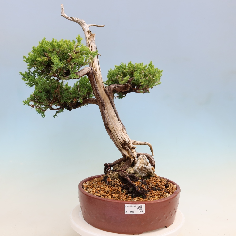 Bonsai ogrodowe – Juniperus squamata – Jałowiec łuskowaty