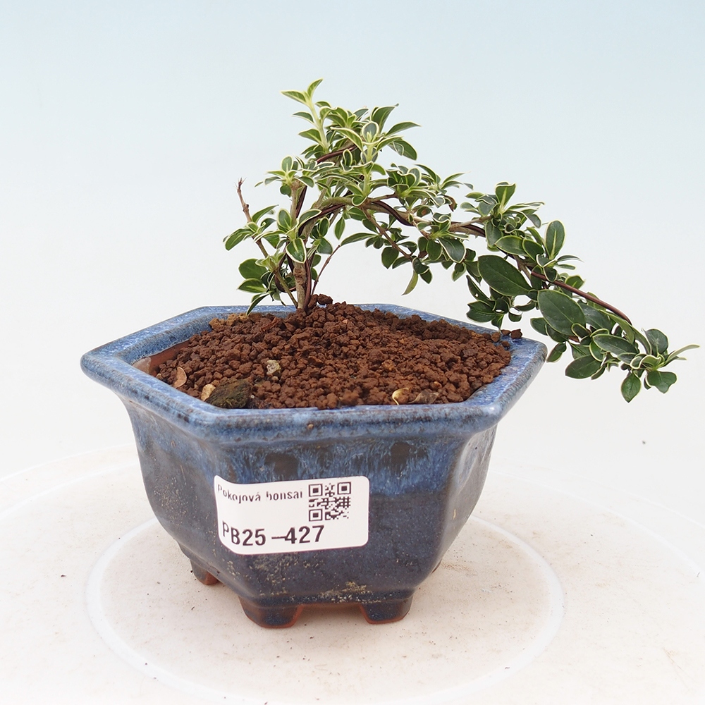 Bonsai do wnętrz - Serissa foetida Variegata - Drzewo tysiąca gwiazd