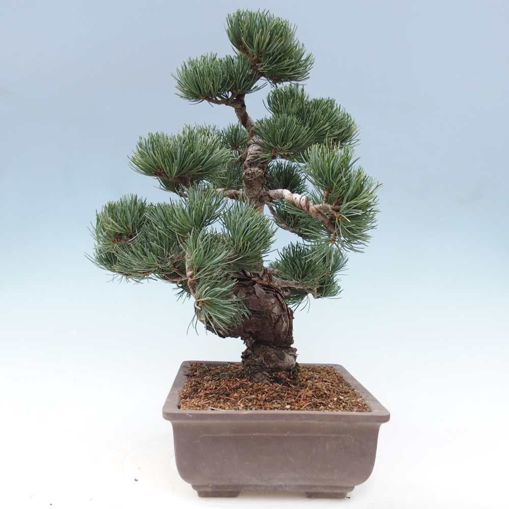 Outdoor bonsai - Pinus parviflora - Mała sosna